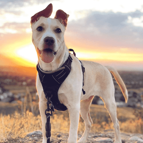 rabbitgoo Reflective Adjustable Soft Padded Dog Harness, No Choke with Handle, No Pull for Large Dogs with 2 Leash Clips, Easy Control for Walking, Black